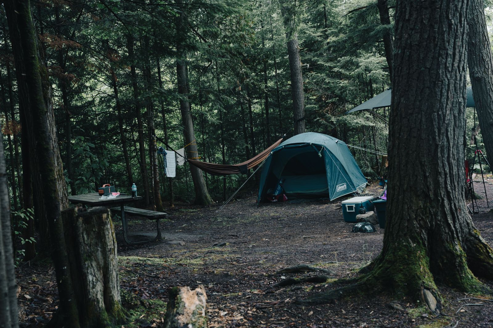 Forest camping setup with tent and hammock for planning a camping cooler size in Canada